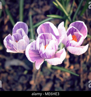Erste crocus Blumen. Frühling Blüten. Im Alter von Foto. Violette Krokusse im Park. Stockfoto