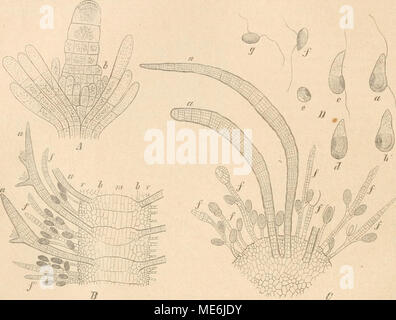 . Die Natürlichen Pflanzenfamilien nebst stand Gattungen und Arten, insbesondere den wichtigeren Nutzpflanzen, unter Mitwirkung zahlreicher hervorragender Fachgelehrten begründet. Abb. 13 Ü. Cladostepkus verticillatiis (Liglitf.) Ag. Ein Si) itze eines wachsenden Sprosses lebhaft mit 2 schon an-gelegten Wirtein von kurztrieben (vegetativen B.) (90|1); b Längsschnitt durch 3 Internodien eines tragenden Gametangien Esemplares; eine vegetative Kurztriebe (B.) mit Haarbüscheln achselständigen, 6 Grundlage derselben, //' fruchtbar, tragende Kurztriebe Gametangien (FRB), adventiv aus der Oberflächenschicht Stockfoto