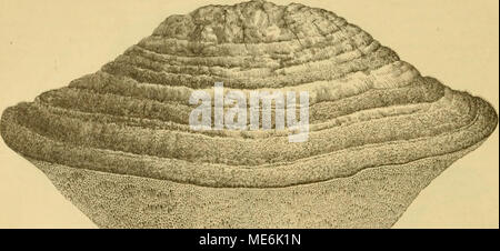 . Die Natürlichen Pflanzenfamilien nebst stand Gattungen und Arten, insbesondere den wichtigeren Nutzpflanzen, unter Mitwirkung zahlreicher hervorragender Fachgelehrten begründet. Stockfoto