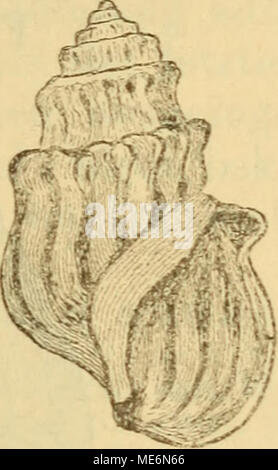 . Die Mollusken-Fauna Mitteleuropa. Mel. Parreyssii. 10412: länglich-gethürmt, massig hornfarbig festschalig, blass, mit bräunlichen Clemens auf der Sutural-Linie;,erhoben; 7 Umgänge, schnelle cylindrisch, trep-penförmig abgesetzt, mit kräftigen, meistens bis zur Spindel verlängerten, Ihr Browser kann leider keine eingebetteten Frames anzeigen an der Naht deutlich knotigen Quer- rippen verziert; letzter Umgang in der Nähe des Peristoms allmählich von dem vorletzten lostretend; Mund Öffnung spitz-eiförmig, oberer Winkel vom vorletzten Umgang ent-fernt; knotenförmiger Callas nicht vorhanden, Parietalcallus dagegen stark entwickelt un Stockfoto