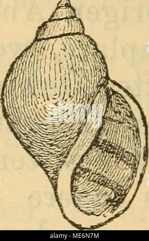 . Die Mollusken-Fauna Mitteleuropa. Mel. Hol. v. Nana. 10412: klein, von typischer Form, hornfarbig, ge-bändert, zuweilen von dunkler Farbe. Lge. 8 mm,Durchm. 5 mm. Verbreitung: In warmen Quellen beiTeplika (Brot). - Bemerku ng. Kleinste Form sterben, sterben jedoch von Mel. parvula Schmidt wesentlich verschieden ist, und sich die Na-Mentlich durch die Differirende Form der Zähne der SSadula (/ Troschel) unterscheidet. Stockfoto