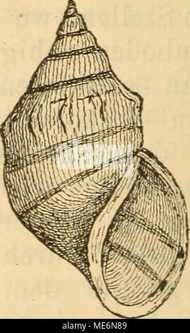 . Die Mollusken-Fauna Mitteleuropa. Mel. Hol. v. costulata. 10412: mit verlängertem,ziemlich, in den Umgängen entfernte Querrippen oder Faltet; sterben Längs-Rippen sind entweder gar nicht vorhanden, oder lassen sich Stockfoto