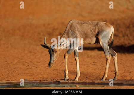 Seltene wasserbüffeln Antilope (Damaliscus lunatus) an einer Wasserstelle, Südafrika Stockfoto