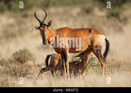 Red Hartebeest Antilope (Alcelaphus buselaphus) mit säugen Kalb, Südafrika Stockfoto