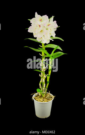 Schöne weiße unschuldige Orchidee Phalaenopsis auf schwarzem Hintergrund Stockfoto