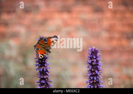 Red Admiral Schmetterling auf Blumen im Garten Stockfoto