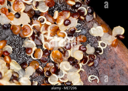 Schwarz, Rot und Weiß Quinoa, gekocht worden ist und dann geschmort, bis das Wasser aufgesogen hat und wird abgebildet auf einem Löffel aus Holz. Quinoa, Stockfoto