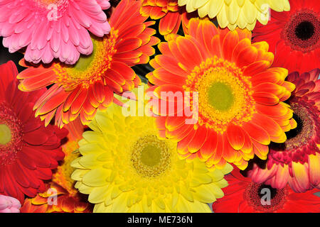 Schöne floral background von verschiedenen bunten Gerbera hautnah. Konzept der festlichen hellen und fröhlichen Design für jeden Urlaub oder Veranstaltung Stockfoto