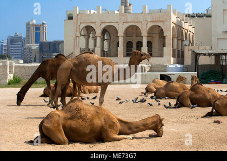 Kamele in Camel Souk, Waqif Souq, Doha, Katar, Naher Osten Stockfoto