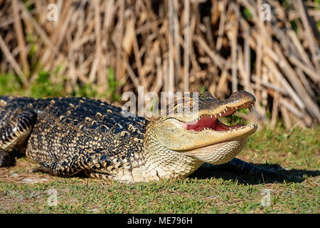 5 Fuss-krokodil Lächeln für die Kamera auf der Bank von gator See in St. Andrews State Park in Panama City Beach, Florida Stockfoto