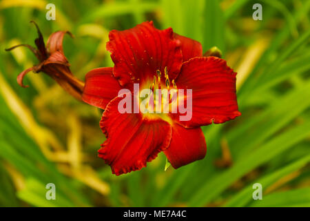 Dieses Bild von einer roten Blume bringt wieder die übersehene Schönheit der Natur. Das Bild, das Sie'er im gibt Ihnen die Möglichkeit, die Details einer Blume zu beobachten und die Kraft der Natur verwirklichen. Stockfoto