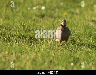 Red-legged Partridge (alectoris Rufa) in Abend Cotswold Sonnenschein Stockfoto