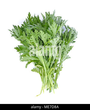 Chrysanthemum coronarium auf weißem Hintergrund Stockfoto