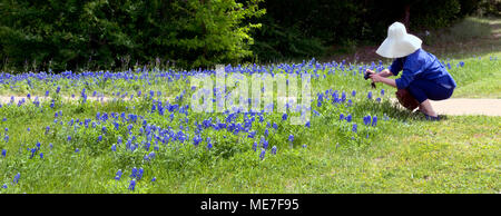 Fotos von Bluebonnets in Ennis, Texas. Stockfoto