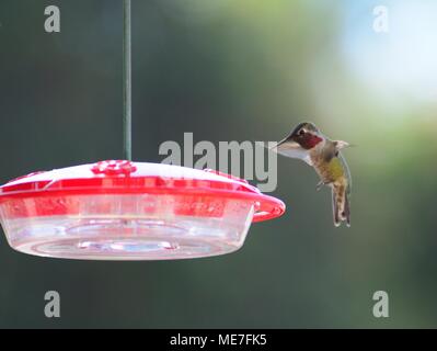 Männliche Anna's Hummingbird Landung auf eine Zuführung Stockfoto