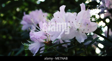 Lila Azalia Blumen blühen im Frühling Saison. Filiale der Rhododendron. Blüte Bush. Retro Effekt Foto. Blumen blühen im Frühling Saison. Schöne Rho Stockfoto
