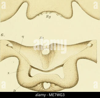 . Medusen Sterben; morphologisch und physiologisch in ihr Nervensystem untersucht. Stockfoto