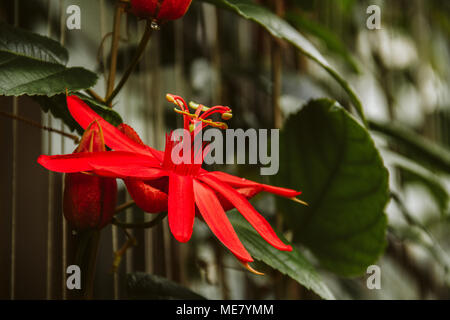 Exotische rote Blüten im Garten Stockfoto