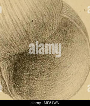 . Sterben und der Vorwelt Süsswasser-Conchylien. M § fcä * i Stockfoto