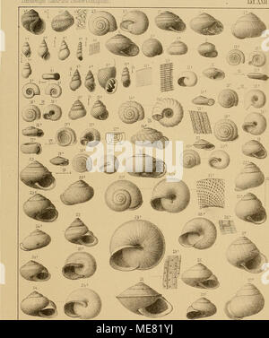 . Sterben und der Vorwelt Süsswasser-Conchylien. Gez. uljlhvJ Schlottaftack. 4. Ulla 1 Moroguesi-AI. Brongn %. girondica, sendet". 3. Aucbar&amp; acnsis-Id. Us JTiTitina sqacamzLifera, Sandb. 5 MüitessUria microceras Braun, Sr" - 6. HüiröHar obtasa, Sandb 7 Ucmaiura/graälis Luäro. S Yälvaia graciüs Sandb. 9 Pana Schvaqen - Rmss CK Kr 6 idels" Verlag "VE 8 s" badexi. 40. Cargckmm nanwm - sandb. 11 Vfcrtna, interm&amp; Dia, Hazss 1 t Fafiila, sß disadus A. Braun - 15 Tniüticosfata/Thomas, Sn/1k nana ABraan, Sp, 16 jialudmaeformis A. Braunsji 16 Hcllx. Sandbe-Takri Desh. II znvoluta Stockfoto