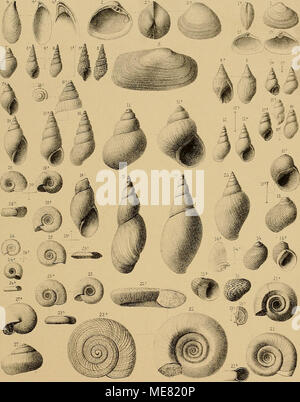 . Sterben und der Vorwelt Süsswasser-Conchylien. (Jöz u lith ttF ScHottert Eck. /* Hotamemya gregccria Som X. CyreTias/ibovata zd. 3 Vhw Solandn ici. 4 ÜTCtssenza ungvacabzs Scmdd. 5 Melanie - imzrtcaia, Holz/. 6 fasciatct/Som. 1 Mdancnsis irevis Som.Sjv. 8 svJbcccrmccta", Som 9 Sydrooiw-pyramidalis Besh, sjz -. CW KreideTs Verlag. Wiesbaden. '/0-Ni/sfza.. rmcrostema, Desh sjv. fl PcüjzcLma - Lenta.. Säen. Ä Asscminea.- contcci/'Triv. Sjv. 13 Nenttna. concava. Säen. &Amp; filanülccta-I. Edrv. - Ist. anerfa, Som. S MegalorriastomcL - mTzmiO' Lcm. sii: ff Zimneas japumidaUs Brarä. ist UMgiscatas Stockfoto