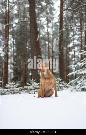 Die Grube Bulldogge Weibchen im Schnee posing Stockfoto