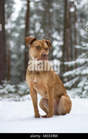 Die Grube Bulldogge Weibchen im Schnee posing Stockfoto