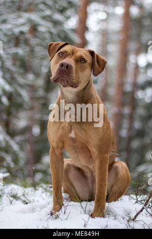 Die Grube Bulldogge Weibchen im Schnee posing Stockfoto