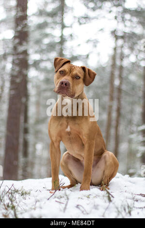 Die Grube Bulldogge Weibchen im Schnee posing Stockfoto