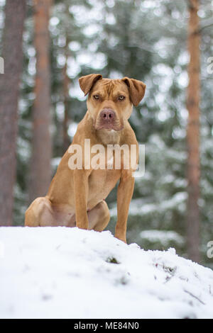 Die Grube Bulldogge Weibchen im Schnee posing Stockfoto