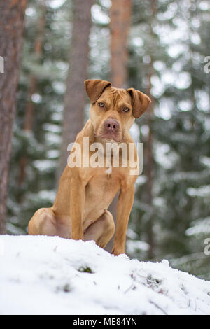 Die Grube Bulldogge Weibchen im Schnee posing Stockfoto