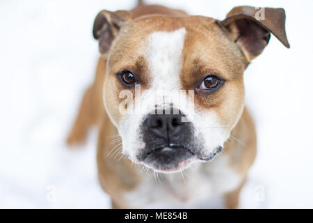 Bulldog-Typ-Hund sitzt im Schnee Stockfoto