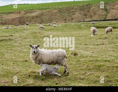 West Linton, Scottish Borders, Schottland, Vereinigtes Königreich, 21. April 2018. Frühling Sonnenschein in der Landschaft, mit Schafen und ein neugeborenes Lamm saugen aus einem Mutterschaf in einem Feld Stockfoto