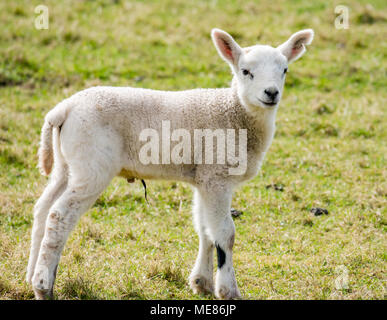 West Linton, Scottish Borders, Schottland, Vereinigtes Königreich, 21. April 2018. Frühling Sonnenschein in der Landschaft, mit ein neugeborenes Lamm in einem Feld Stockfoto