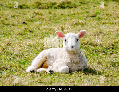 West Linton, Scottish Borders, Schottland, Vereinigtes Königreich, 21. April 2018. Frühling Sonnenschein in der Landschaft, mit ein neugeborenes Lamm liegend in der Sonne in einem Feld Stockfoto