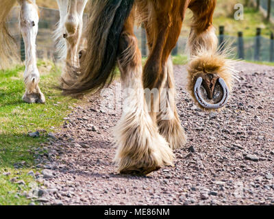 West Linton, Scottish Borders, Schottland, Vereinigtes Königreich, 21. April 2018. Frühlingssonne in der Landschaft, Reiter auf einem Track. Nahaufnahme von Clydesdale Pferd Hufe in Bewegung und Schwingen Schwänze Stockfoto