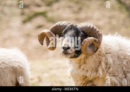 West Linton, Scottish Borders, Schottland, Vereinigtes Königreich, 21. April 2018. Frühlingssonne in der Landschaft, mit einem schottischen blackface Ram mit geschweiften Hörner in einem Feld Stockfoto