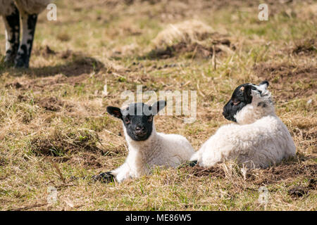 West Linton, Scottish Borders, Schottland, Vereinigtes Königreich, 21. April 2018. Frühling Sonnenschein in der Landschaft, mit Neugeborenen schottischen blackface Lämmer liegend in der Sonne in einem Feld Stockfoto