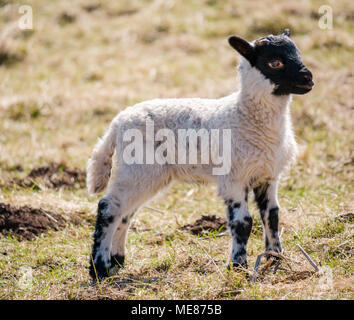 West Linton, Scottish Borders, Schottland, Vereinigtes Königreich, 21. April 2018. Frühling Sonnenschein in der Landschaft, mit der Nähe zu der Neugeborenen schottischen blackface Schaf in einem Feld Stockfoto