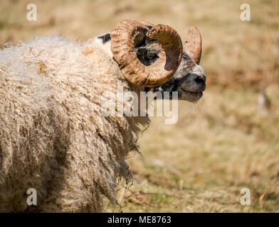 West Linton, Scottish Borders, Schottland, Vereinigtes Königreich, 21. April 2018. Frühlingssonne in der Landschaft, mit einer Nahaufnahme von aScottish blackface Ram mit geschweiften Hörner in einem Feld Stockfoto