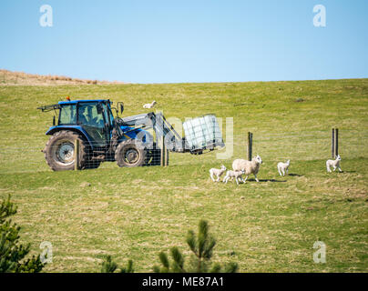 West Linton, Scottish Borders, Schottland, Vereinigtes Königreich, 21. April 2018. Frühling Sonnenschein in der Landschaft, mit Schafen und Neugeborene Lämmer laufen in einem Feld als Landwirt beim Fahren eines Traktors ein kunststofftank Wasser liefert Stockfoto