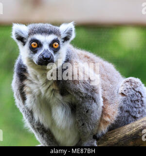 London, Großbritannien. 21. April 2018. Wer die Sonne? Die alle männlichen Gruppe von Lemuren im ZSL London Zoo sind klar fehlt die Sonne bereits. Nach einem schönen, sonnigen Tag, dunkle Wolken haben am späten Nachmittag erschien, mit niedrigeren Temperaturen - und die Lemuren sehen nicht gerne darüber. Eine Gruppe eng zusammen gepresst haben, warm und gemütlich, während andere sich über den plötzlichen Verlust der Sonne verwirrt. Credit: Imageplotter Nachrichten und Sport/Alamy leben Nachrichten Stockfoto
