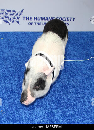 Los Angeles, Kalifornien, USA. 21 Apr, 2018. Atmosphäre, in der die menschliche Gesellschaft der Vereinigten Staaten bei der Rettung! Los Angeles Gala bei Paramount Studios Backlot in Los Angeles, Kalifornien am 21. April 2018. Credit: Faye Sadou/Medien Punch/Alamy leben Nachrichten Stockfoto