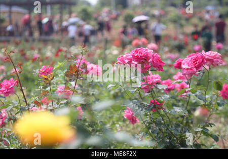 Hengyang, Hunan Provinz Chinas. 21 Apr, 2018. Touristen anzeigen rose Blumen in einem Garten in Hengyang Jiaoshan Gemeinde der Stadt, der Central China Hunan Provinz, 21. April 2018. Quelle: Cao Zhengping/Xinhua/Alamy leben Nachrichten Stockfoto