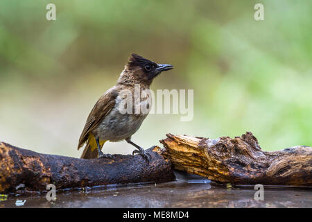 Dunkel bedeckte Bulbul in Mapungubwe National Park, Südafrika; Specie Pycnonotus tricolor Familie von Pycnonotidae Stockfoto