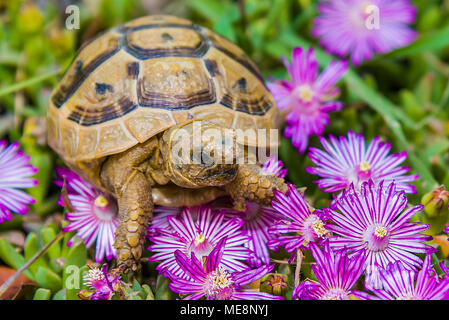 Schildkröte versteckt im Gras zwischen den Blumen im Frühling in Israel Jerusalem Stockfoto