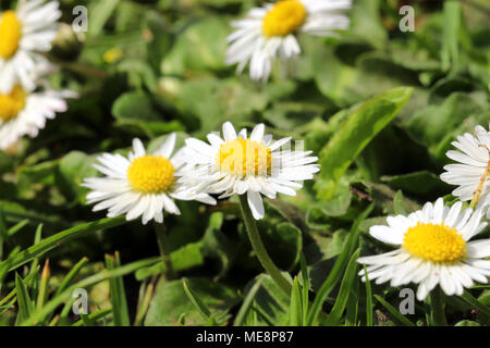 Gemeinsamen Gänseblümchen, Bellis perennis Stockfoto