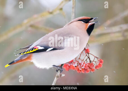 Bohemian waxwing in Schneefall Stockfoto