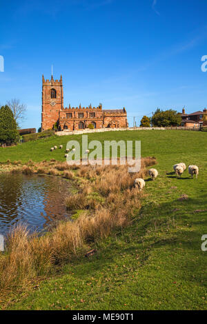 Herde Schafe weiden in die hügelige Landschaft mit der Pfarrkirche von St. Michael auf dem Hügel über große Bloße im Cheshire Dorf Marbury Stockfoto