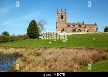 Herde Schafe weiden in die hügelige Landschaft mit der Pfarrkirche von St. Michael auf dem Hügel über große Nur an der Cheshire Dorf Marbury Stockfoto